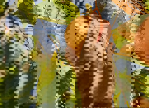 Foto MVO
