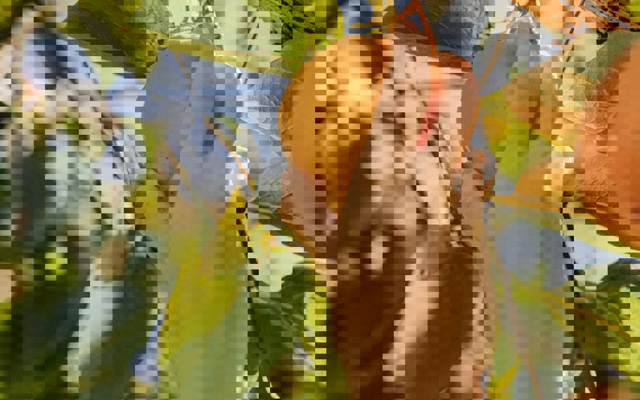 Foto MVO